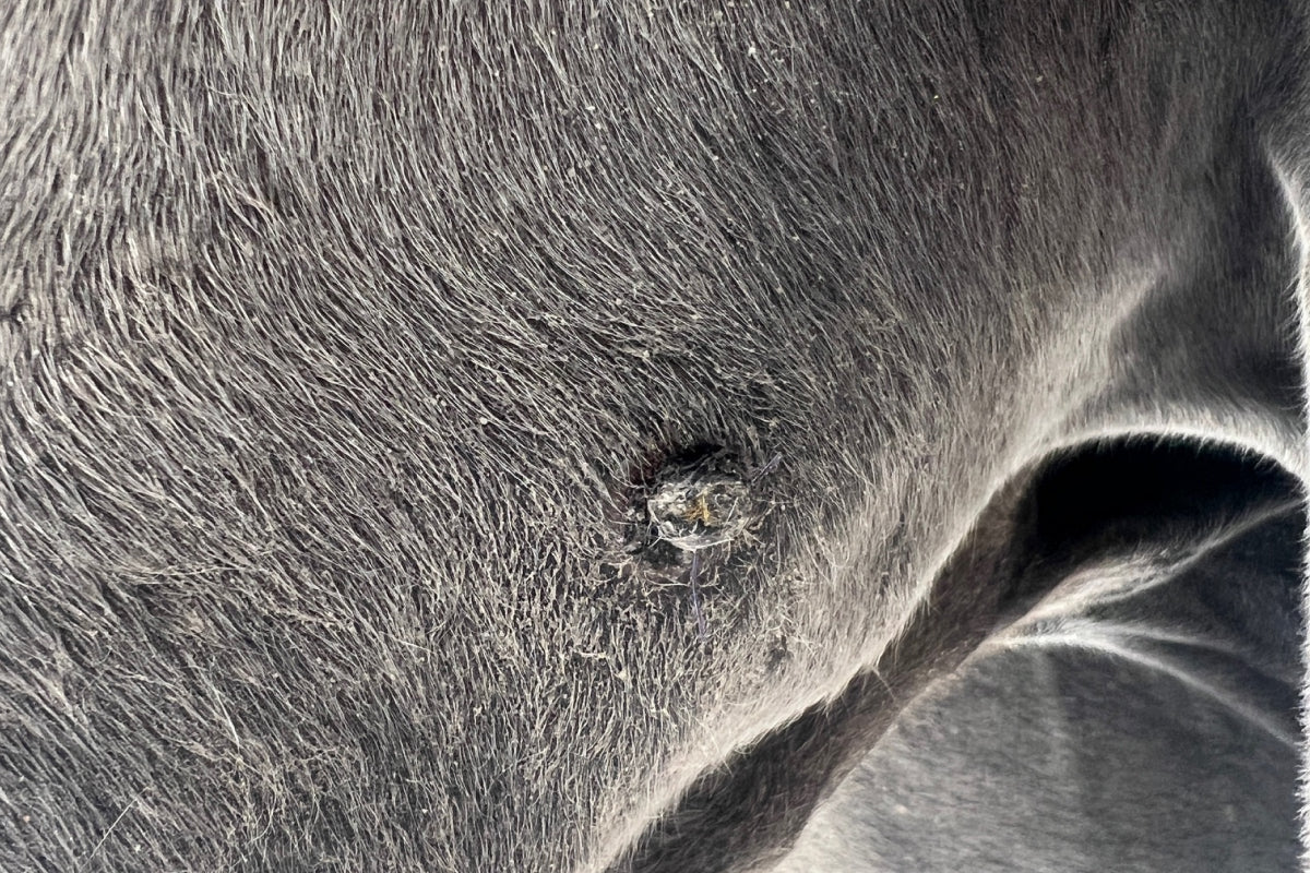 Equines Sarkoid: So kannst du den Hauttumor erkennen und behandeln