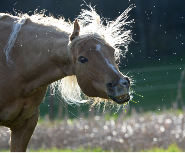 Pferd mit Sommerekzem umkreist von Fliegen und Mücken