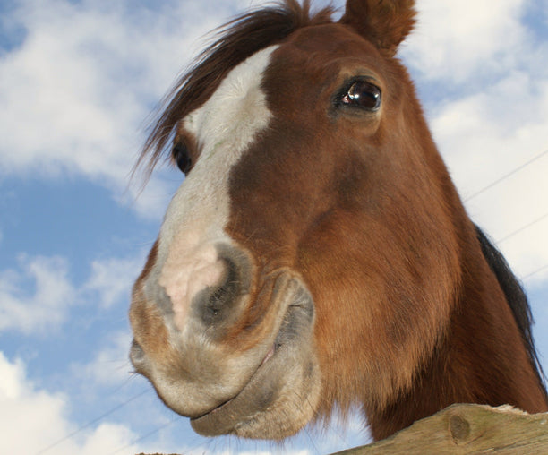 Wunde Maulwinkel beim Pferd