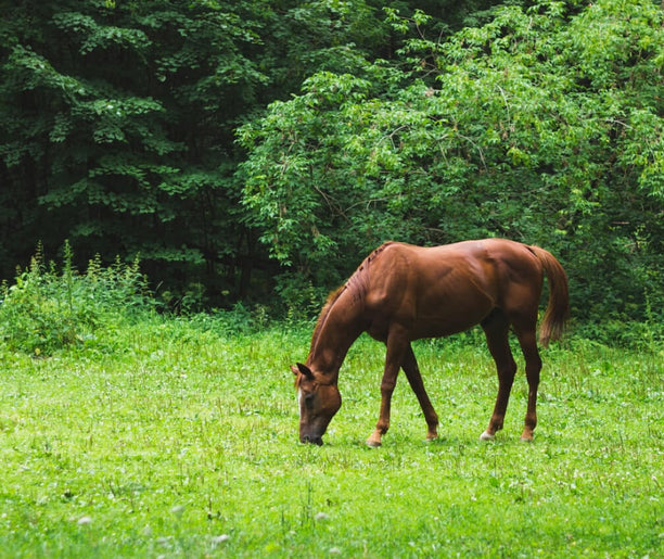 Unser Engagement für Tiere