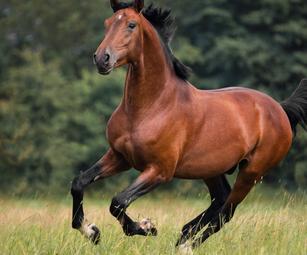 PegaNatur COO gegen Arthritis beim Pferd_Pferd galoppiert über die Wiese 