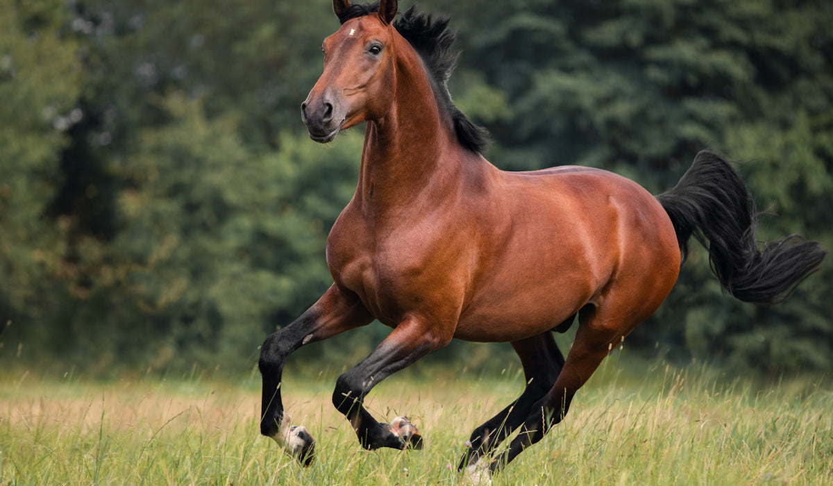 PegaNatur COO gegen Arthritis beim Pferd_Pferd galoppiert über die Wiese 