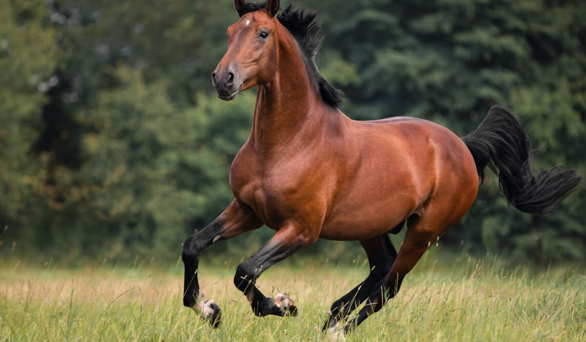 Arthritis: schmerzhafte Gelenkentzündung beim Pferd schnell erkennen und richtig behandeln