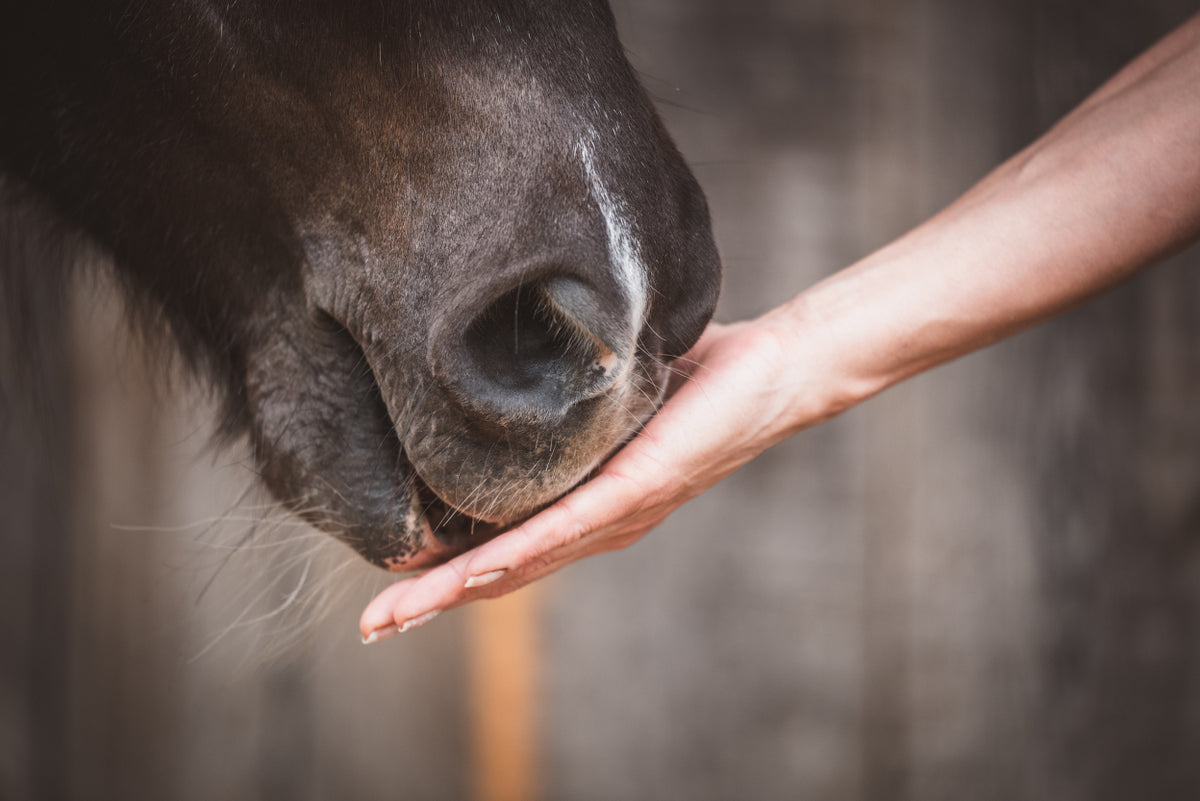 EMS beim Pferd: Was du wissen solltest und wie du helfen kannst