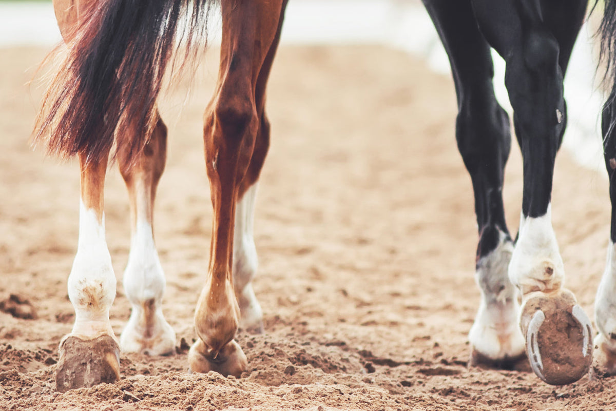 Huflederhautentzündung beim Pferd: Ursachen, Behandlung und wie PegaNatur MARIGOLD helfen kann