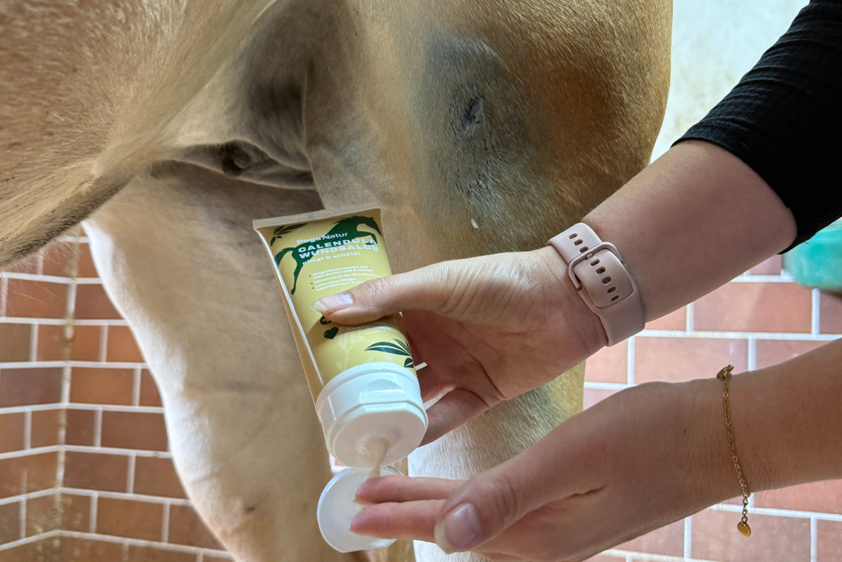 Kleine Stallunfälle beim Pferd: Wie du Abschürfungen & Wunden richtig behandelst
