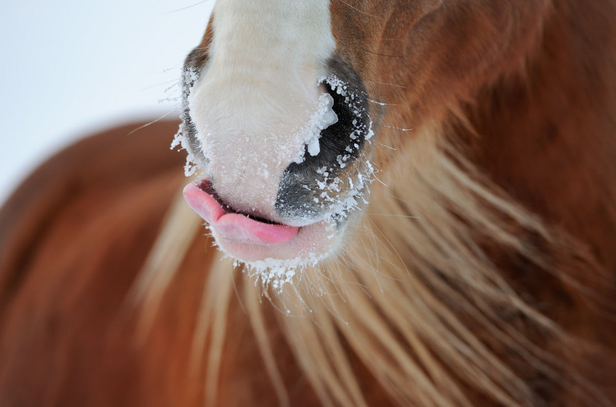 Fit durch den Winter – So bleibt dein Pferd gesund, entspannt und rundum wohl