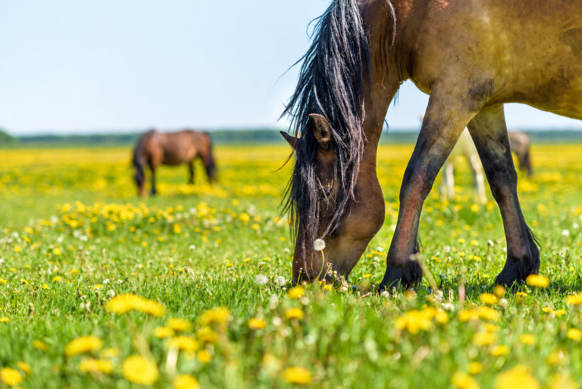 PegaNatur CALENDULA und SHINY gegen Grasmilben beim Pferd