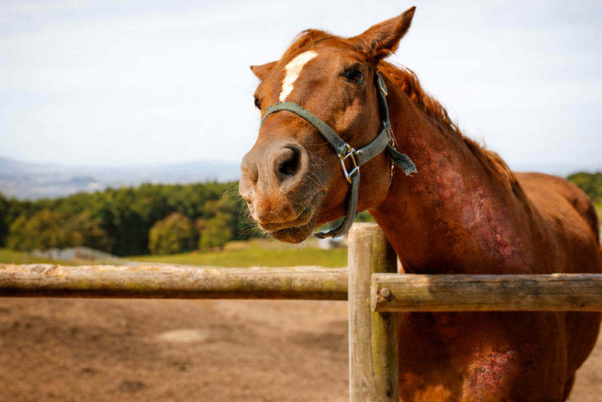 PegaNatur MARIGOLD_Beruhigt Pferdehaut nach den ersten Weidegängen