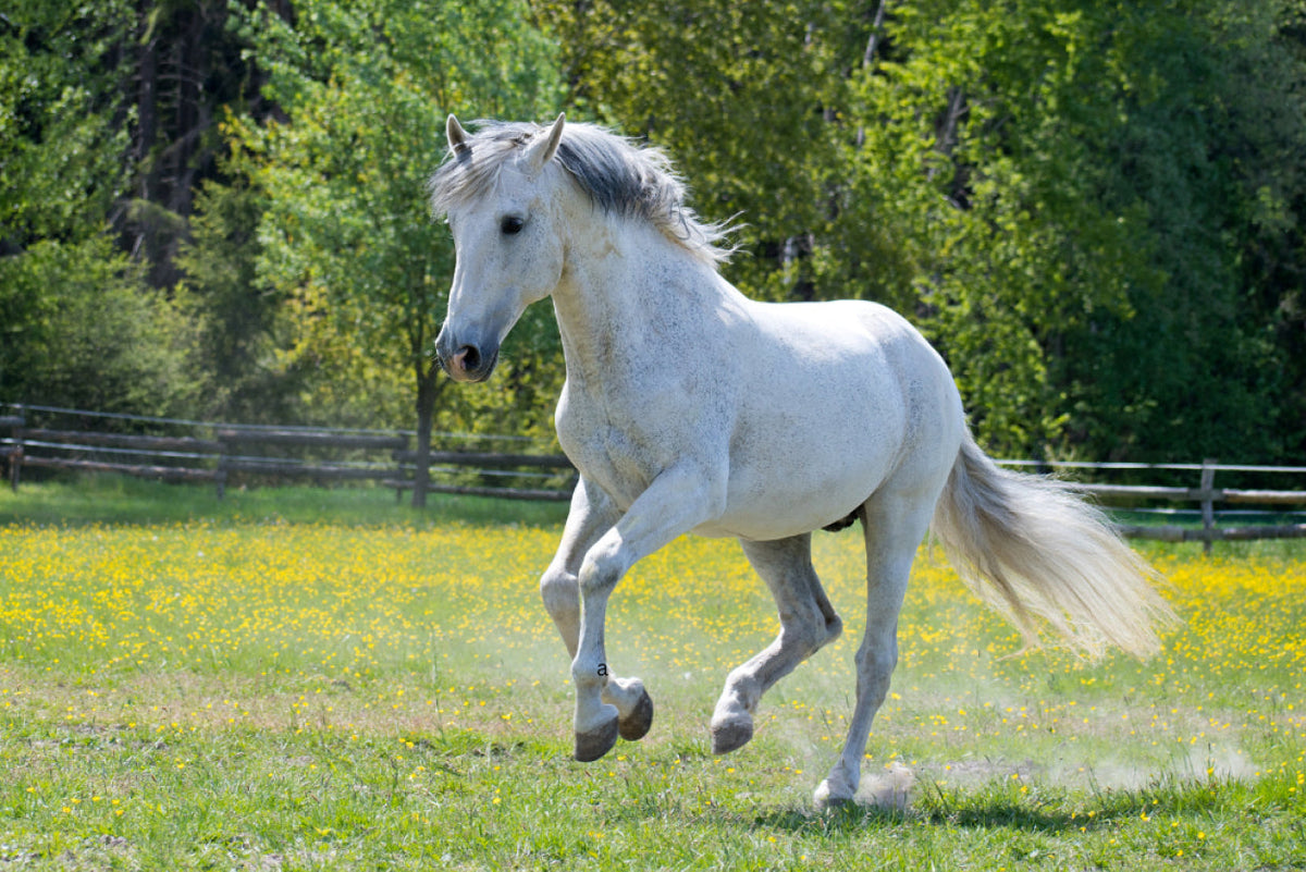 PegaNatur_Samen Schwarzenberger_Saatmischung für gesunde Pferde