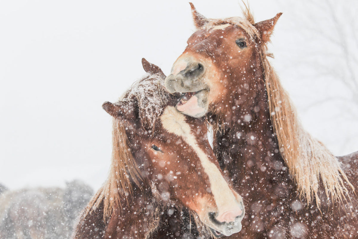 PegaNatur_Pflege für trockene Haut Pferd im Winter_MARIGOLD