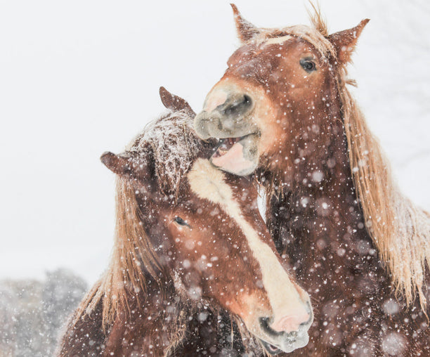 PegaNatur_Pflege für trockene Haut Pferd im Winter_MARIGOLD