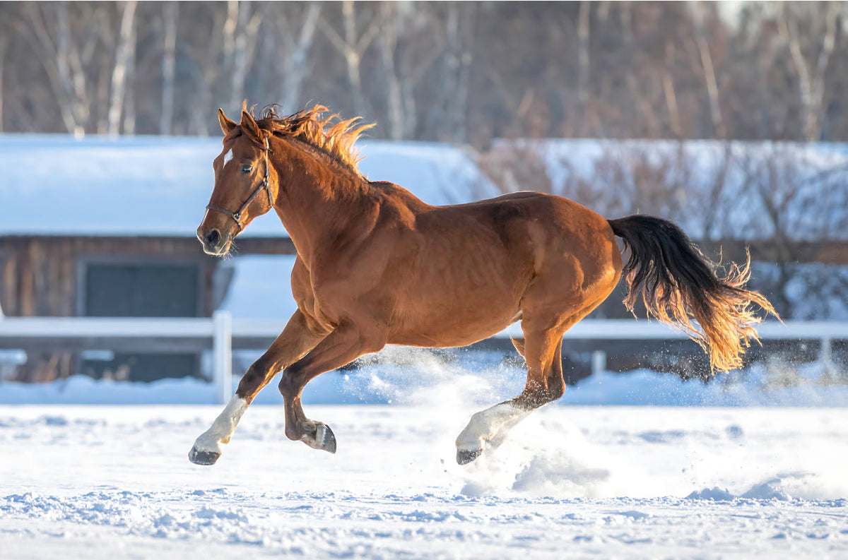 PegaNatur_Überlastete Sehne_Tonerde COOL hilft