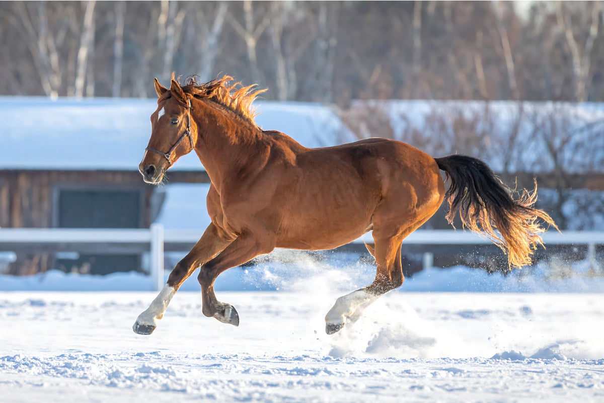 PegaNatur_Überlastete Sehne_Tonerde COOL hilft