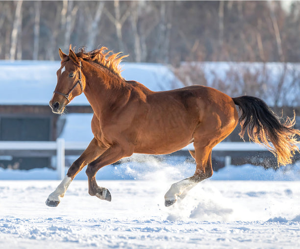 PegaNatur_Überlastete Sehne_Tonerde COOL hilft