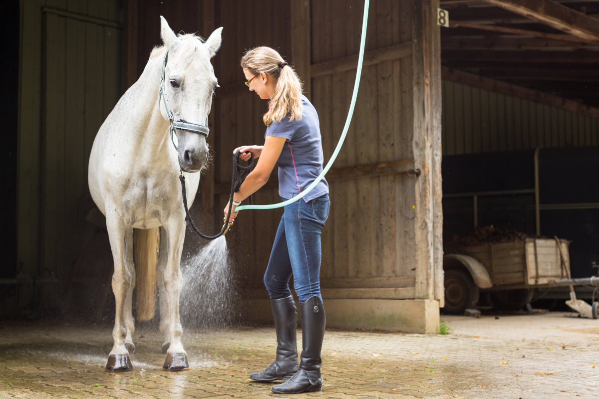 Pferdeshampoo: Alles Wissenswerte zur richtigen Pferdepflege