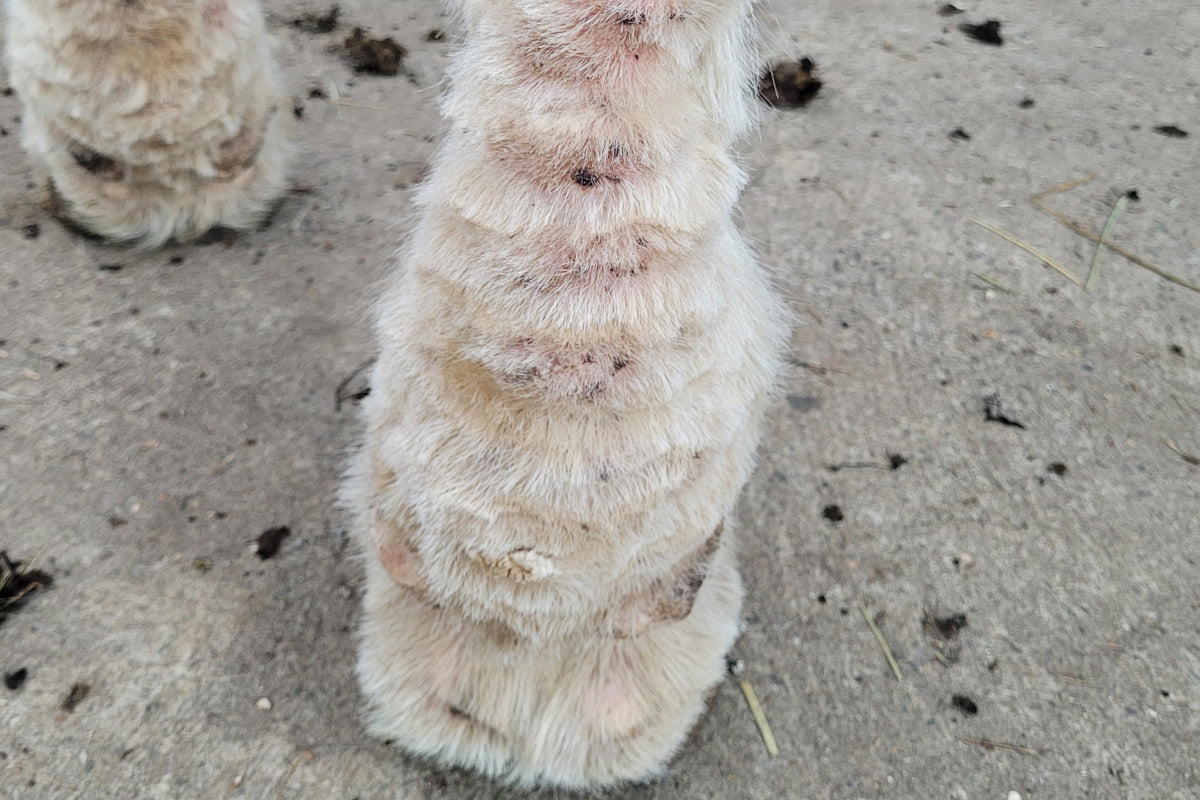 Peganatur_CALENDULA Wundsalbe_Pferdebein mit Mauke