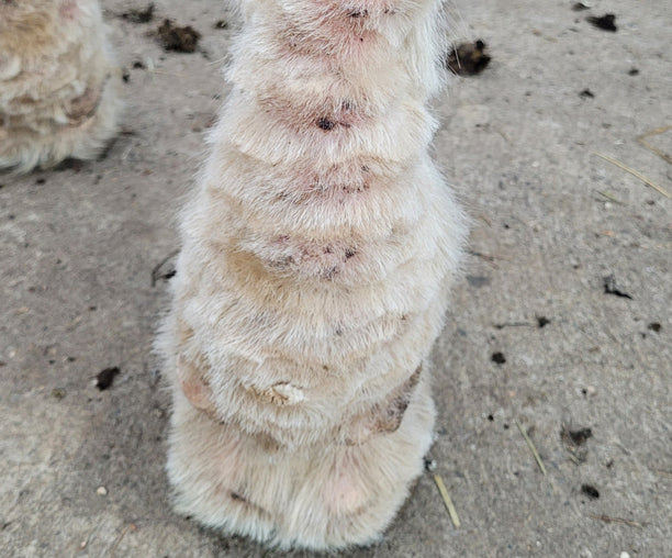 Mauke beim Pferd erkennen, behandeln und vorbeugen – natürliche Pflege mit PegaNatur CALENDULA