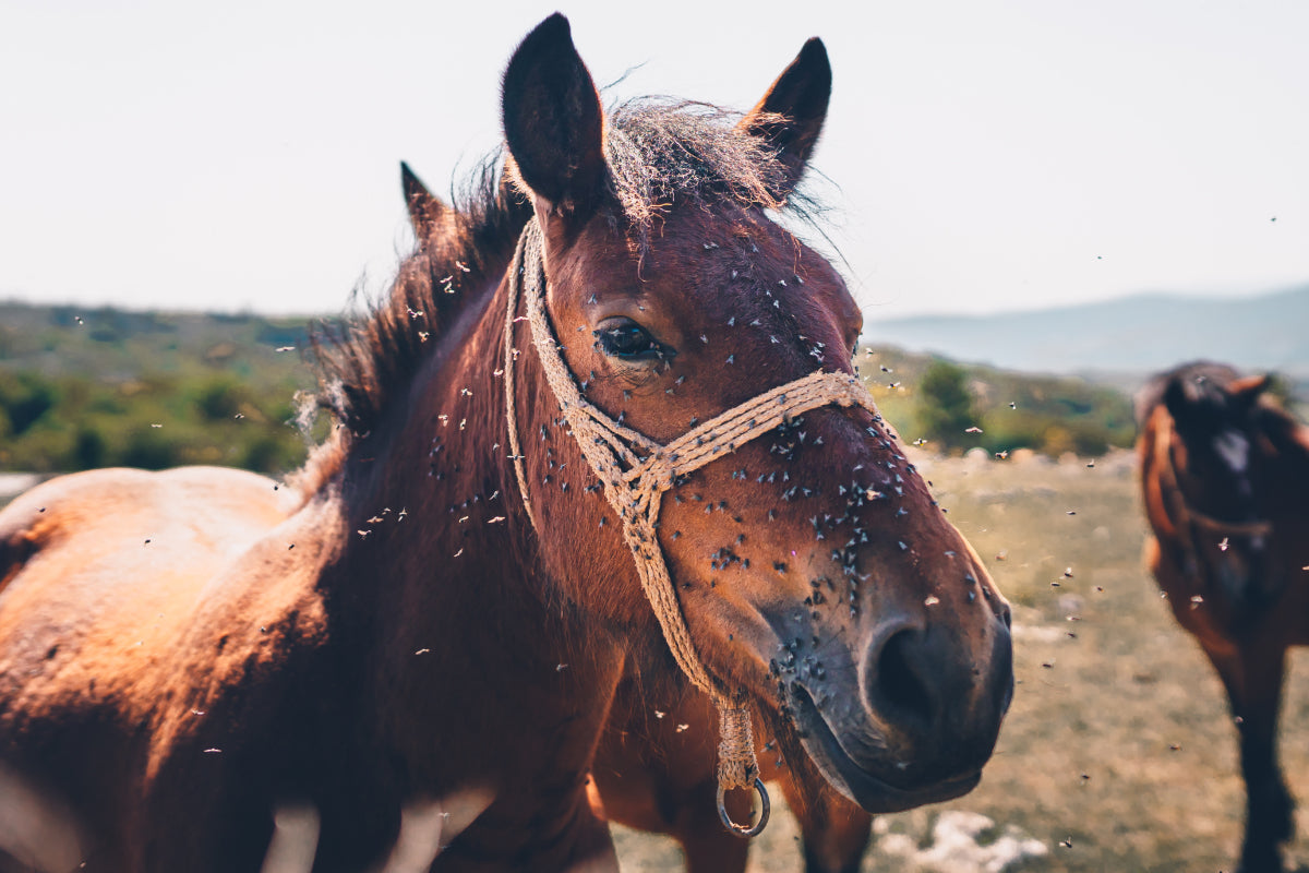 Fliegenschutz fürs Pferd: So schützt du dein Tier gegen Insekten