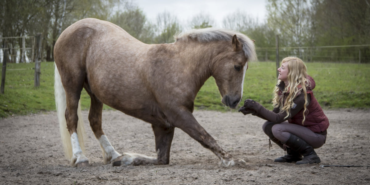 Pferd mit Arthrose beugt sich vor Reiterin 