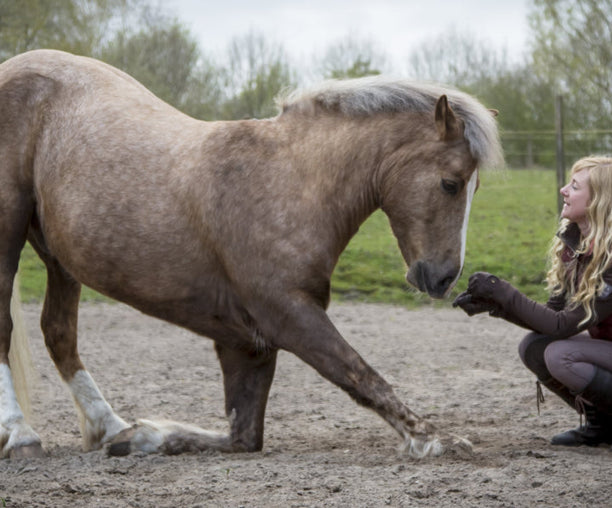 Pferd mit Arthrose beugt sich vor Reiterin 