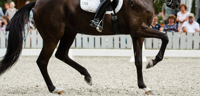 So erkennst und behandelst du einen Sehnenschaden bei deinem Pferd