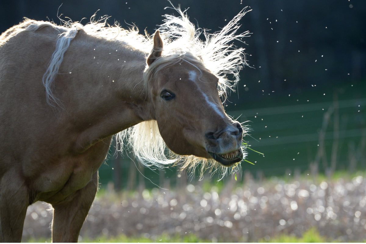Pferd mit Sommerekzem umkreist von Fliegen und Mücken