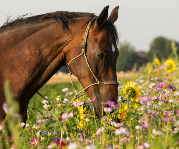 Natürliche Power für dein Pferd – Superfoods & Kräuter für mehr Vitalität