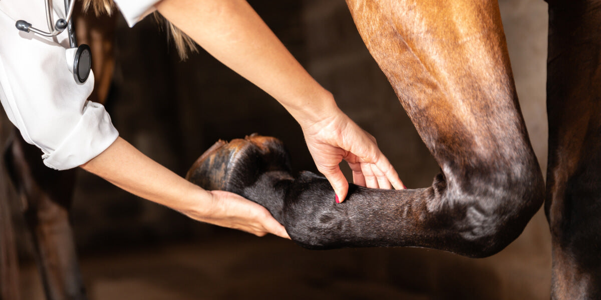 Essigsaure Tonerde hilft bei Entzündungen, Schwellungen und unterstützt den natürlichen Heilungsprozess bei Pferden