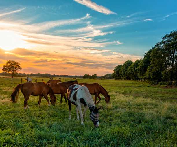 Hitzestress beim Pferd – Symptome erkennen & richtig kühlen