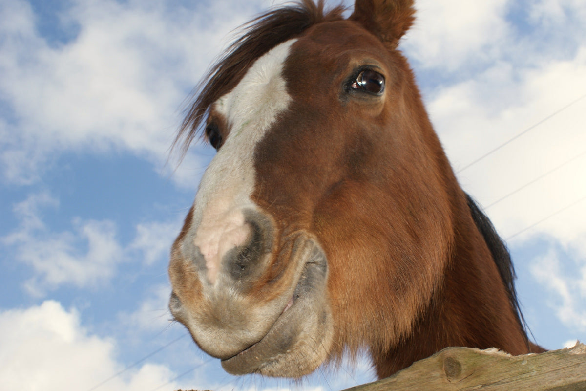 PegaNatur CALENDULA_schnelle Hilfe bei wunde Maulwinkel beim Pferd