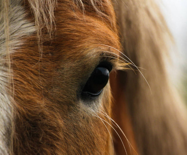 Sommerpflege für Seniorenpferde – sanft, kühlend, durchdacht