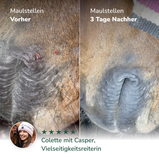 Vorher Nachher Maulstellen nach Behandlung mit PegaNatur CALENDULA Ringelblumenbalsam